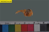 藏品(短指和尚蟹)的圖片